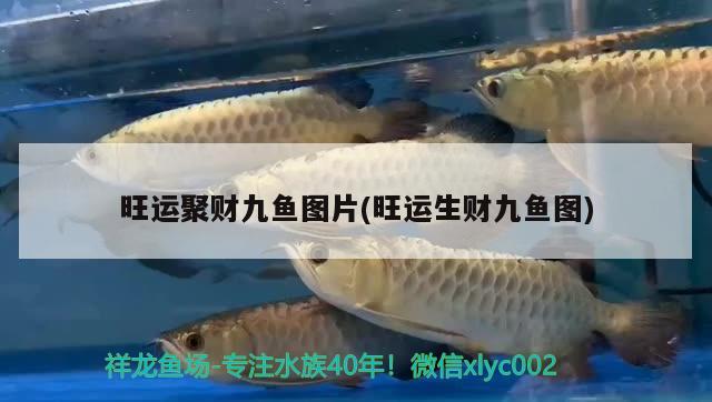 旺运聚财九鱼图片(旺运生财九鱼图) 水族灯（鱼缸灯）