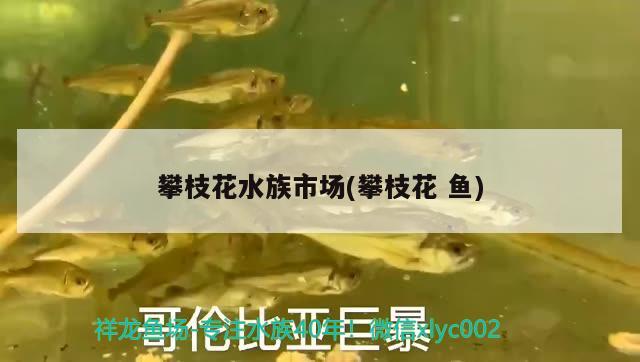 攀枝花水族市场(攀枝花 鱼) 红白锦鲤鱼 第1张