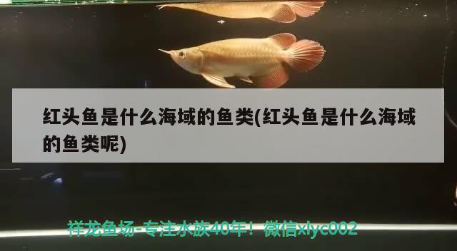 红头鱼是什么海域的鱼类(红头鱼是什么海域的鱼类呢)