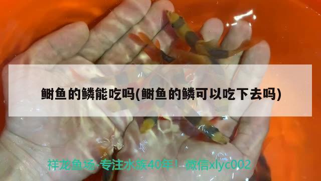 鲥鱼的鳞能吃吗(鲥鱼的鳞可以吃下去吗) 广州水族器材滤材批发市场