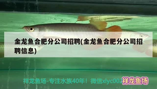 金龙鱼合肥分公司招聘(金龙鱼合肥分公司招聘信息) 观赏鱼饲料