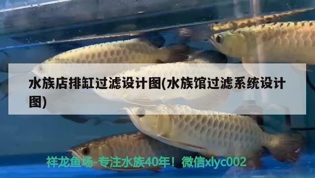 水族店排缸过滤设计图(水族馆过滤系统设计图) 祥禾Super Red红龙鱼