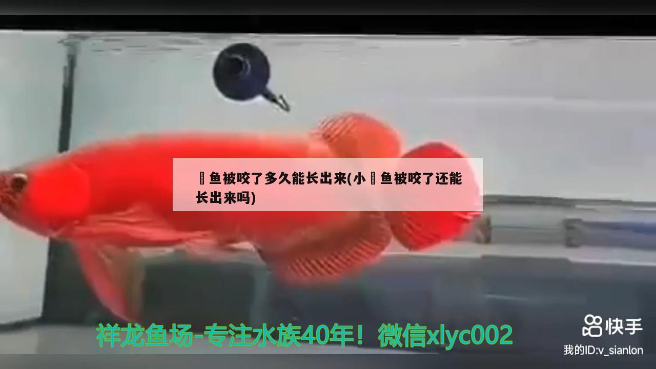 魟鱼被咬了多久能长出来(小魟鱼被咬了还能长出来吗)