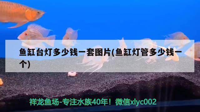 鱼缸台灯多少钱一套图片(鱼缸灯管多少钱一个)