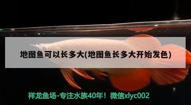 地图鱼可以长多大(地图鱼长多大开始发色) 2024第28届中国国际宠物水族展览会CIPS（长城宠物展2024 CIPS）