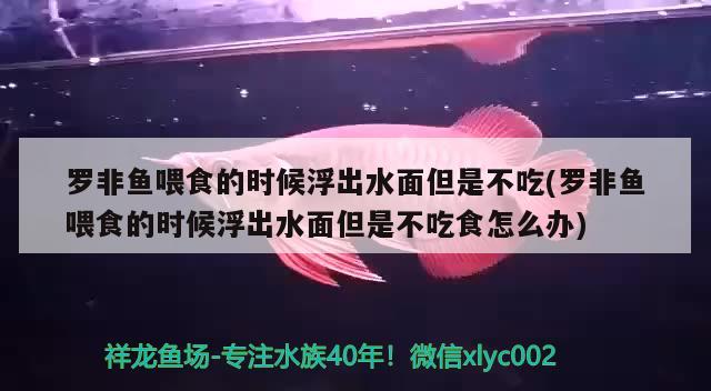 罗非鱼喂食的时候浮出水面但是不吃(罗非鱼喂食的时候浮出水面但是不吃食怎么办) 潜水泵