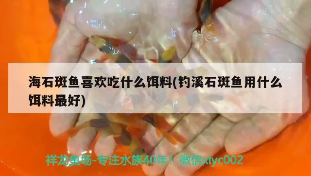 海石斑鱼喜欢吃什么饵料(钓溪石斑鱼用什么饵料最好) 垂钓乐园