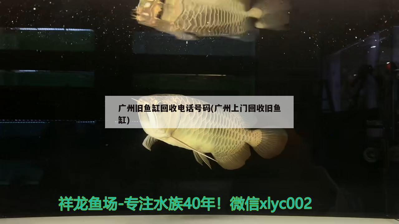 广州旧鱼缸回收电话号码(广州上门回收旧鱼缸) B级过背金龙鱼