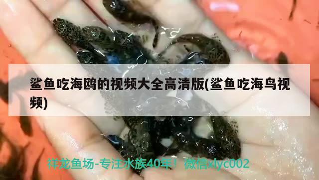 鲨鱼吃海鸥的视频大全高清版(鲨鱼吃海鸟视频) 撒旦鸭嘴鱼