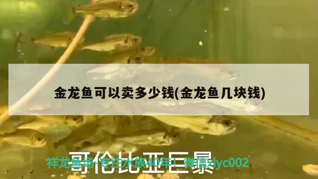 金龙鱼可以卖多少钱(金龙鱼几块钱) 全国水族馆企业名录