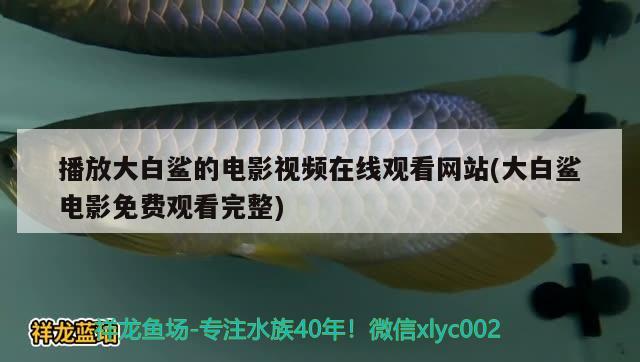 播放大白鲨的电影视频在线观看网站(大白鲨电影免费观看完整) 蝴蝶鲤鱼苗