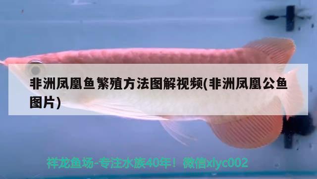 非洲凤凰鱼繁殖方法图解视频(非洲凤凰公鱼图片) 胭脂孔雀龙鱼