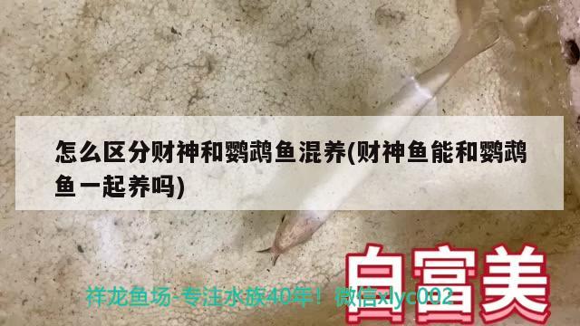 怎么区分财神和鹦鹉鱼混养(财神鱼能和鹦鹉鱼一起养吗) 鹦鹉鱼