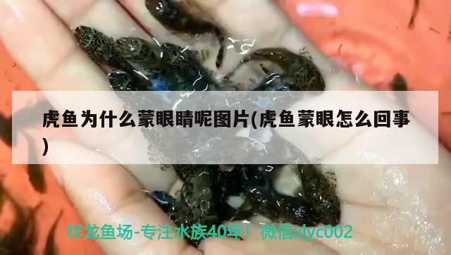 虎鱼为什么蒙眼睛呢图片(虎鱼蒙眼怎么回事) 虎鱼百科