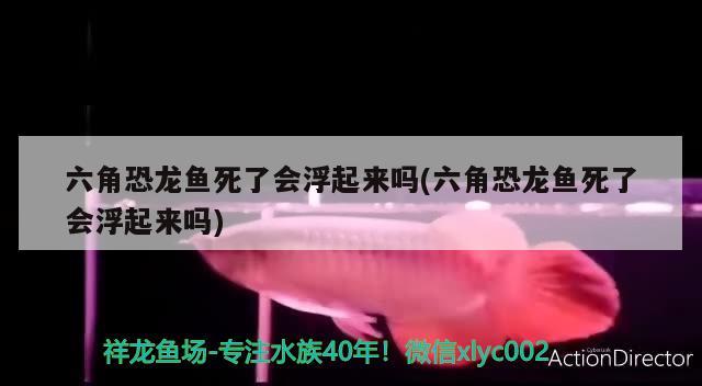 六角恐龙鱼死了会浮起来吗(六角恐龙鱼死了会浮起来吗) 熊猫异形鱼L46