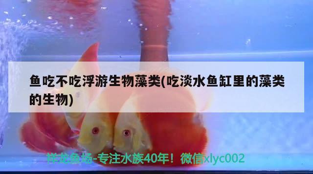 鱼吃不吃浮游生物藻类(吃淡水鱼缸里的藻类的生物) 绿皮皇冠豹鱼