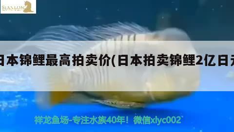 日本锦鲤最高拍卖价(日本拍卖锦鲤2亿日元) 祥龙传奇品牌鱼缸