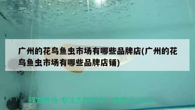 广州的花鸟鱼虫市场有哪些品牌店(广州的花鸟鱼虫市场有哪些品牌店铺) 帝王血钻 第2张