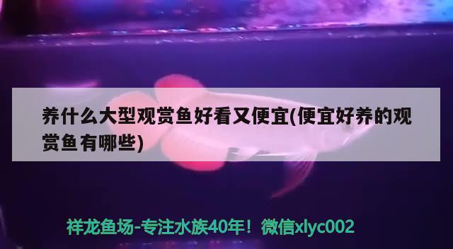 养什么大型观赏鱼好看又便宜(便宜好养的观赏鱼有哪些) 斯维尼关刀鱼