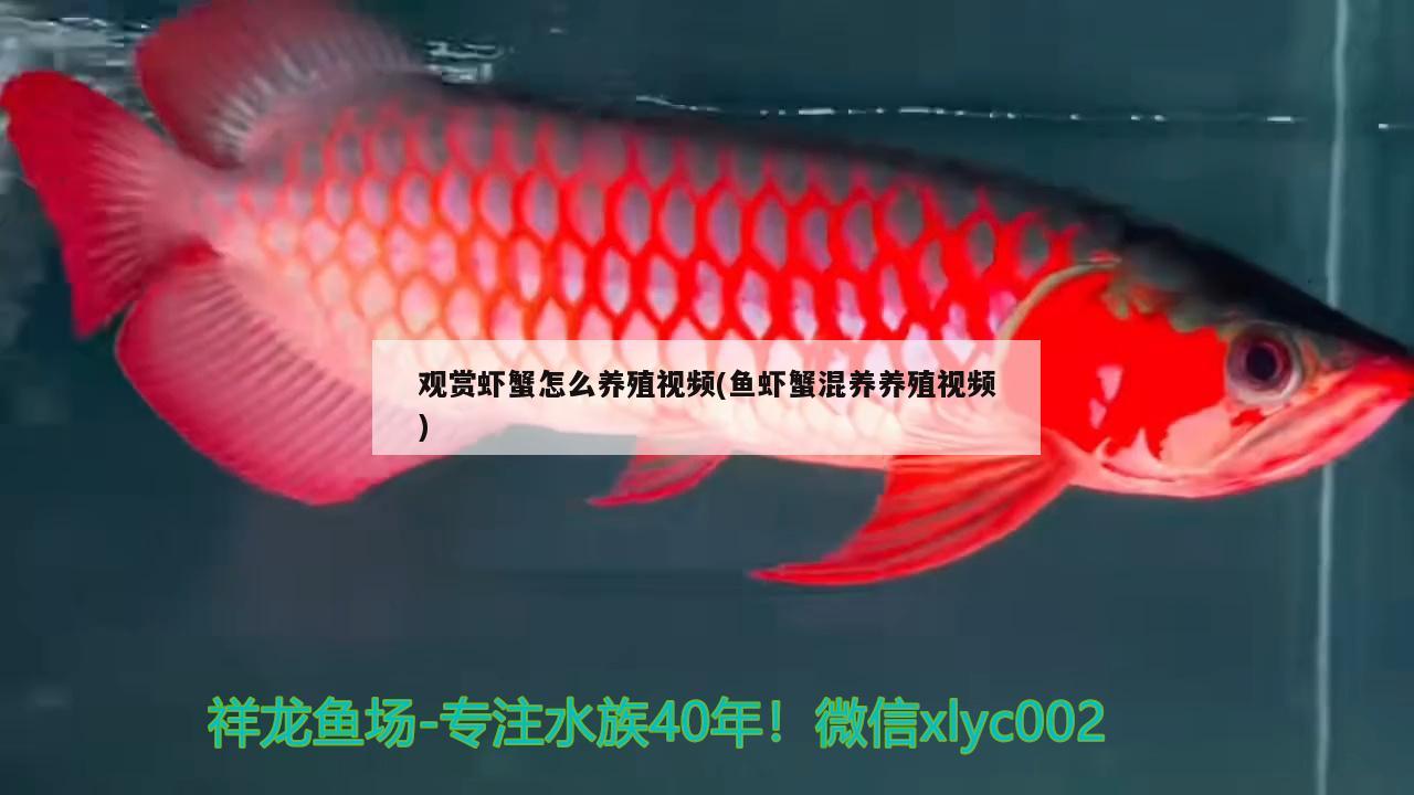 观赏虾蟹怎么养殖视频(鱼虾蟹混养养殖视频) 鱼缸等水族设备