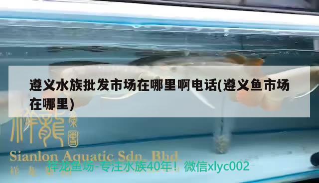 遵义水族批发市场在哪里啊电话(遵义鱼市场在哪里) 观赏鱼水族批发市场