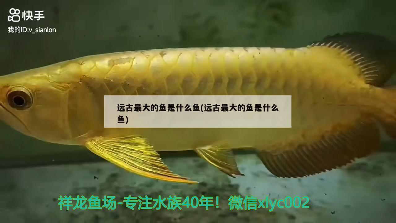 远古最大的鱼是什么鱼(远古最大的鱼是什么鱼) 虎纹银版鱼