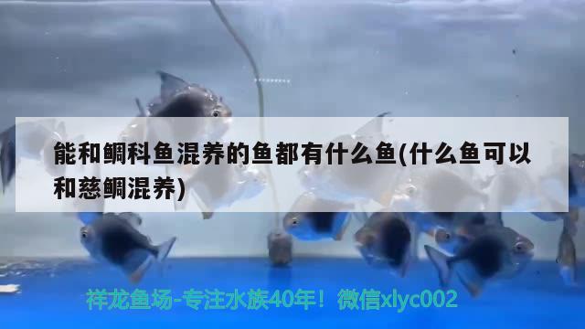 能和鲷科鱼混养的鱼都有什么鱼(什么鱼可以和慈鲷混养) 二氧化碳设备