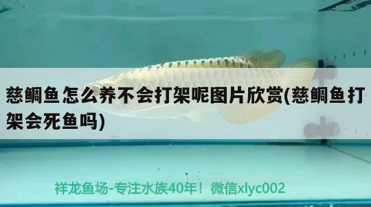 慈鲷鱼怎么养不会打架呢图片欣赏(慈鲷鱼打架会死鱼吗) 水族维护服务（上门）