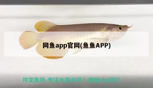 网鱼app官网(鱼鱼APP)