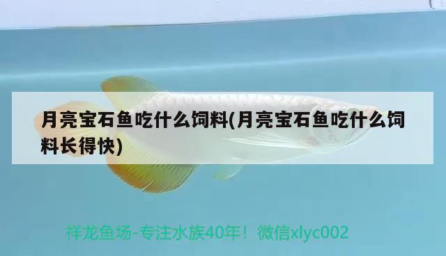 月亮宝石鱼吃什么饲料(月亮宝石鱼吃什么饲料长得快) 祥龙进口元宝凤凰鱼