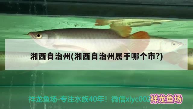 湘西自治州(湘西自治州属于哪个市？)