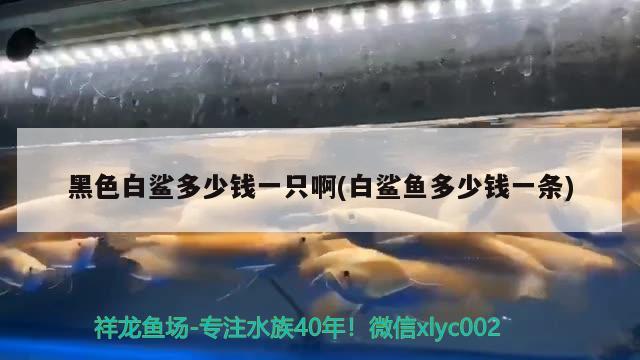 黑色白鲨多少钱一只啊(白鲨鱼多少钱一条) 星点金龙鱼 第2张