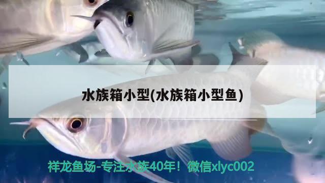 水族箱小型(水族箱小型鱼)