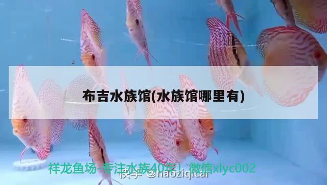 布吉水族馆(水族馆哪里有) 白子关刀鱼