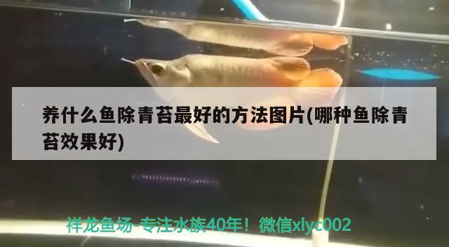 养什么鱼除青苔最好的方法图片(哪种鱼除青苔效果好) 广州水族器材滤材批发市场