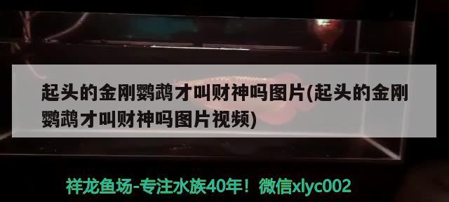 起头的金刚鹦鹉才叫财神吗图片(起头的金刚鹦鹉才叫财神吗图片视频)