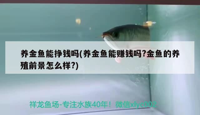 养金鱼能挣钱吗(养金鱼能赚钱吗？金鱼的养殖前景怎么样？) 稀有金龙鱼