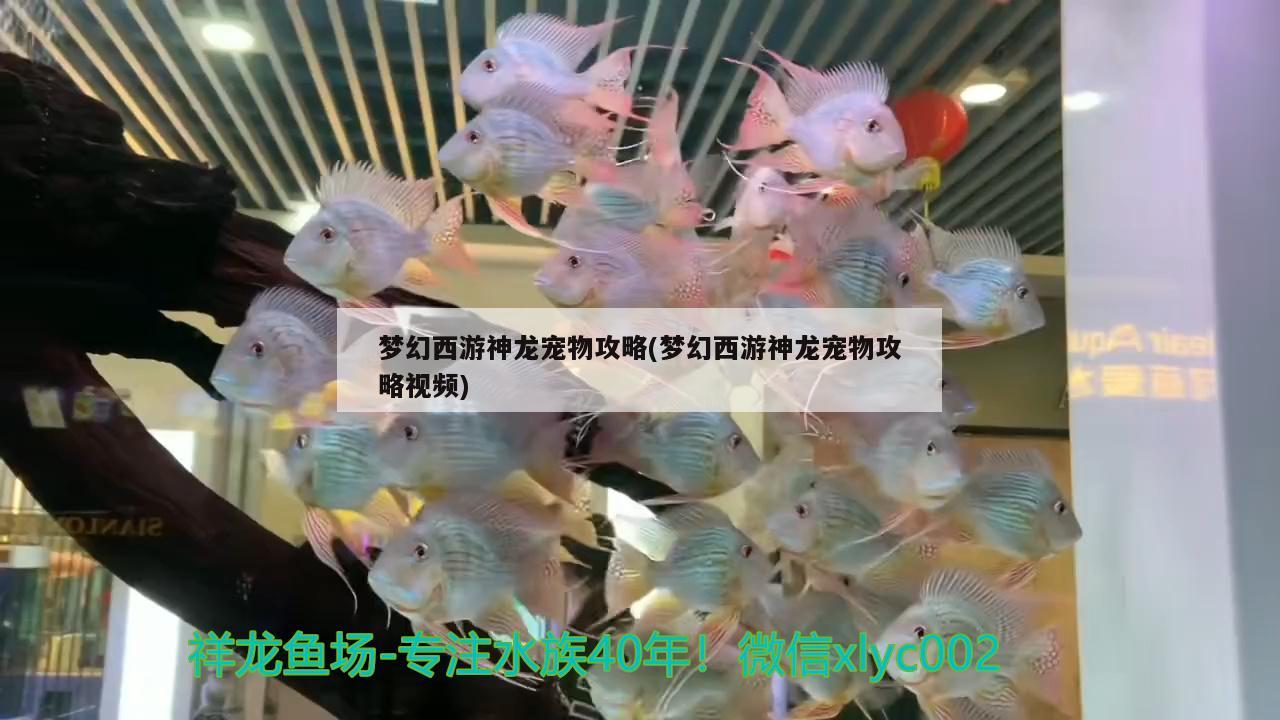 梦幻西游神龙宠物攻略(梦幻西游神龙宠物攻略视频)