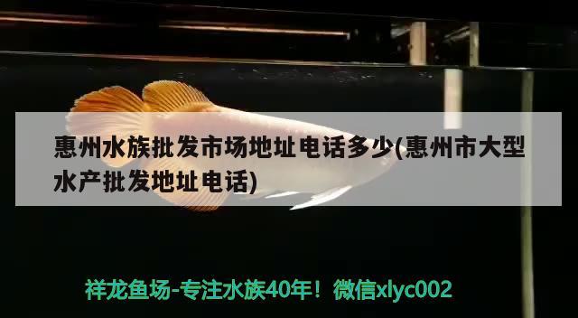 惠州水族批发市场地址电话多少(惠州市大型水产批发地址电话) 观赏鱼水族批发市场