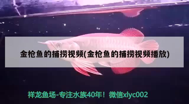 金枪鱼的捕捞视频(金枪鱼的捕捞视频播放) 观赏鱼饲料