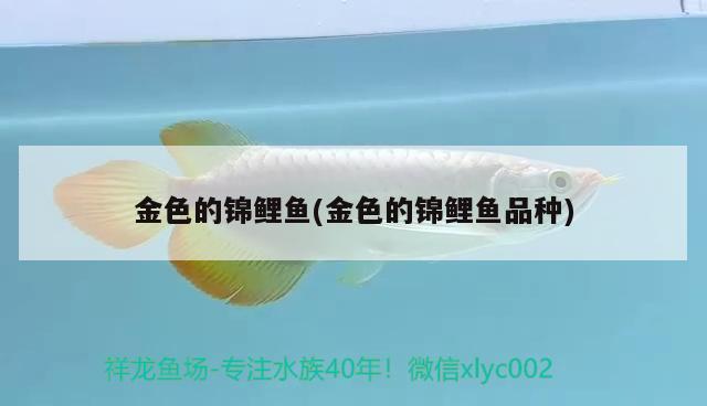 金色的锦鲤鱼(金色的锦鲤鱼品种) 泰庞海鲢鱼