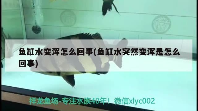 鱼缸水变浑怎么回事(鱼缸水突然变浑是怎么回事)