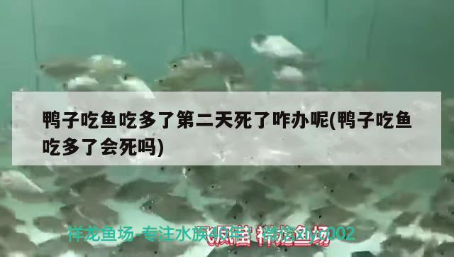 鸭子吃鱼吃多了第二天死了咋办呢(鸭子吃鱼吃多了会死吗) 海象鱼