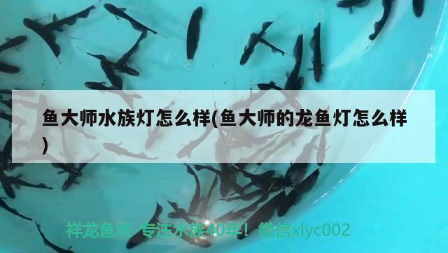 鱼大师水族灯怎么样(鱼大师的龙鱼灯怎么样) 三间鼠鱼苗