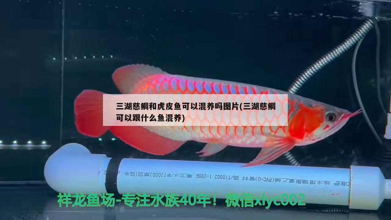 三湖慈鲷和虎皮鱼可以混养吗图片(三湖慈鲷可以跟什么鱼混养) 斑马狗头鱼