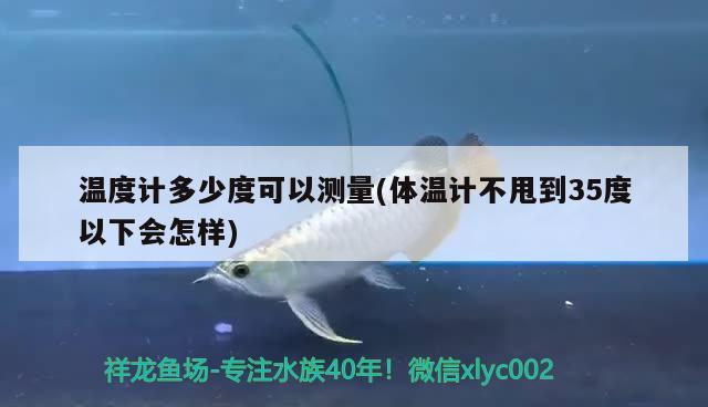 温度计多少度可以测量(体温计不甩到35度以下会怎样) 黄金斑马鱼