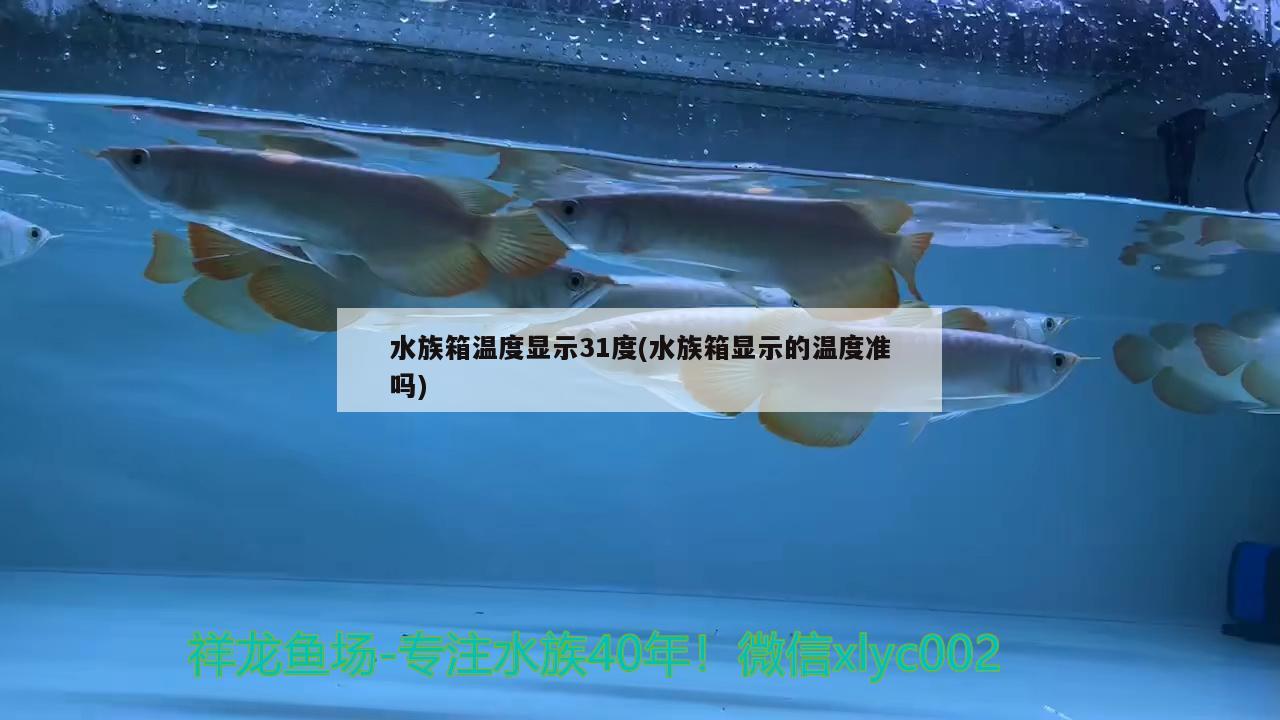 水族箱温度显示31度(水族箱显示的温度准吗)