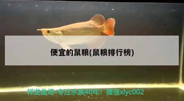 便宜的鼠粮(鼠粮排行榜) 养鱼知识