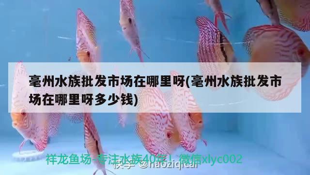 毫州水族批发市场在哪里呀(毫州水族批发市场在哪里呀多少钱) 观赏鱼水族批发市场