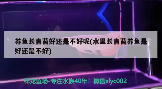 养鱼长青苔好还是不好呢(水里长青苔养鱼是好还是不好) 祥龙蓝珀金龙鱼